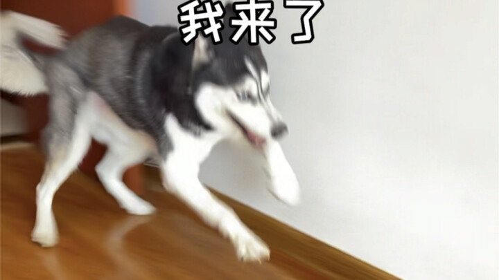 I heard you still want to see the always-available Husky.