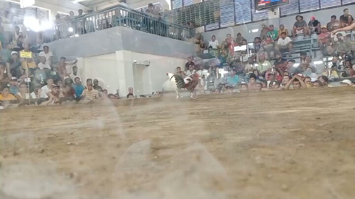 Win si 7months white leghorn namin nakachamba