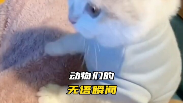 Điểm lại những khoảnh khắc dở khóc dở cười của các loài động vật 2