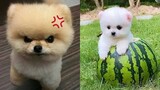 Funny and Cute Dog Pomeranian 😍🐶| Funny Puppy Videos #50