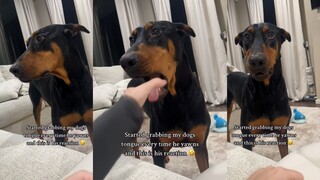 When the dog yawns and grabs its tongue