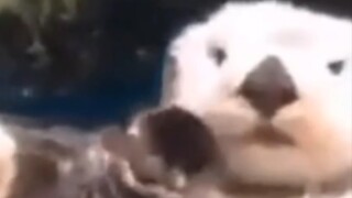 一些可爱的冷知识