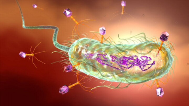 [Cat Meme] เพื่อนร่วมโต๊ะของฉันเขียนแฟนฟิค phage x E. coli