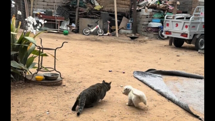 เจ้าหมาน้อยที่ไปรบกวนแมวขณะล่าสัตว์