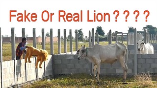 Fake Big Lion vs Cow Funny video 2021