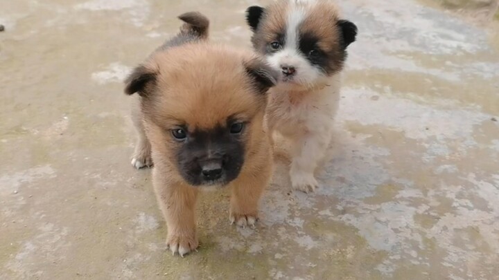 Về quê gặp mấy chú cún dữ đáng yêu như quỷ sứ, những bé cún đất tròn vo khiến ai cũng tan chảy.