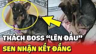 Khi Sen THÁCH Boss dám "LEO LÊN ĐẦU NGỒI" và cái kết 😂 | Yêu Lu