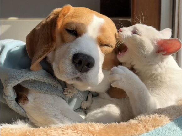 It’s a super emotionally stable little Beagle!