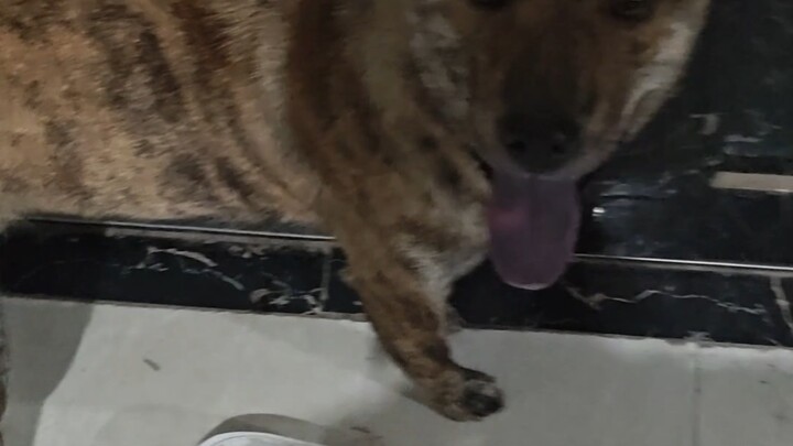 Chú chó nhà bị điều khiển não, đeo cho nó chiếc mũ Hồi giáo để giải trừ!