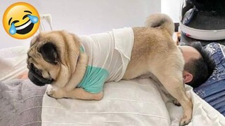 Funniest Dogs And Cats Ever 🐧 - Best Funny Animal Videos Of The 2021