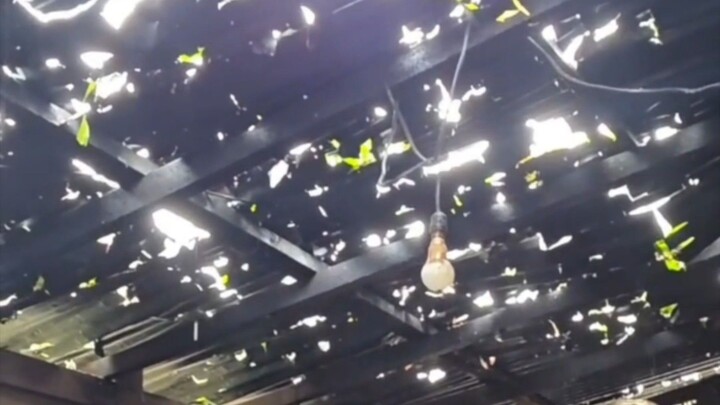 Hailstorm Leaves Holes in Home’s Roof After Sudden Ice Rain