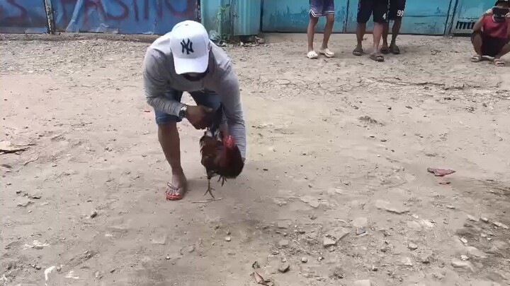 high-action hatch  🐔