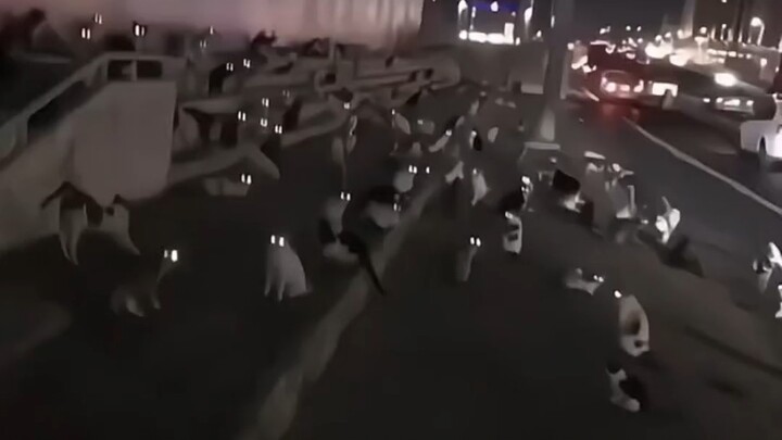 Not a stray kitten, but a free kitten.