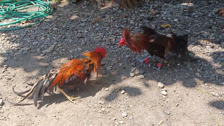 McLean Hatch VS YLH Muff Melsim spar
