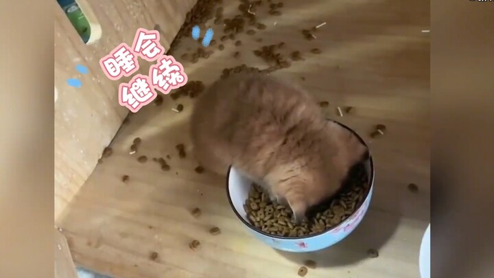 '🐱Momen lucu kucing makan'