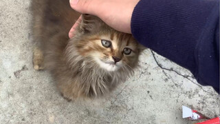 Hehe...Mengambil inisiatif untuk memperbaiki kucing...Hehe...