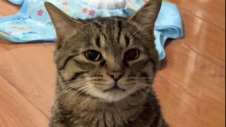 Is this little cat taking the college entrance exam? Pretending not to understand as the kitten begs