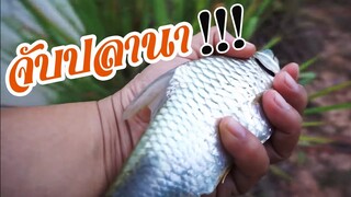 จับปลานายายจันทร์ เมนูอาหารแลงมื้อนี้