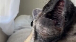 Mempertimbangkan suara-suara gonggongan anjing yang aneh dan ajaib itu... Siapa yang mengajari Anda 