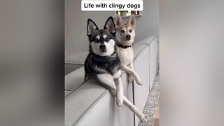 Stage 5 clingers and we wouldn’t have it any other way clingypet doglife