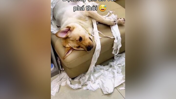 chó_cưng chó thúcưng funnyvideos dogsoftiktok dogs dog