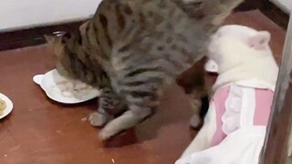 هذه هي المرة الأولى التي أصف فيها قطة بأنها غريبة الأطوار