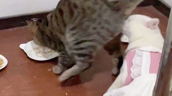 第一次用变态形容一只猫