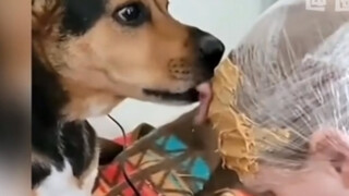 如何让狗狗乖乖地剪指甲