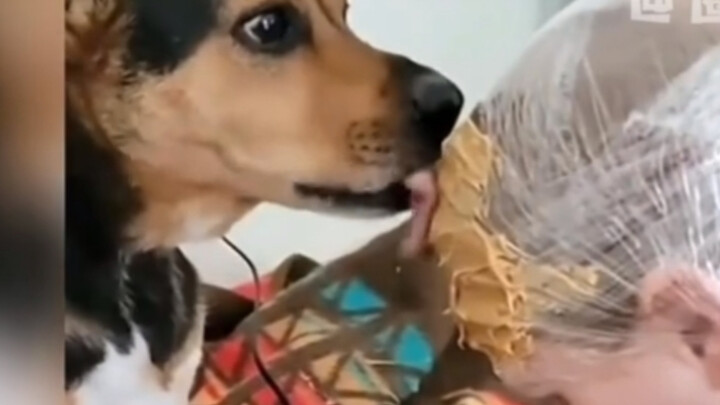 Cara membuat anjing dengan patuh memotong kukunya