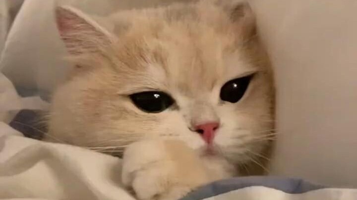 “What time do you get up with a little cat like me around?”