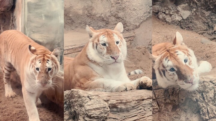 نمرٌ وسيم وقوي