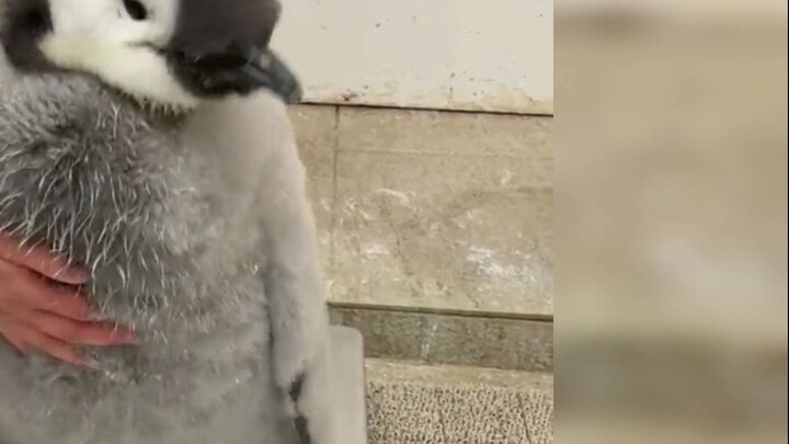 In case you didn't see these funny moments when the animals were weighed