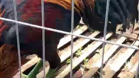 ayam jago sekali pukul
