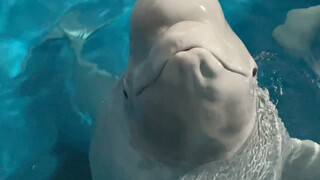 Tiểu Hắc không dám đối mặt với thực tế 😂