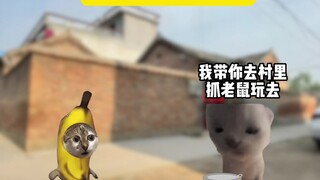 Ketika kucing kota bertemu kucing desa