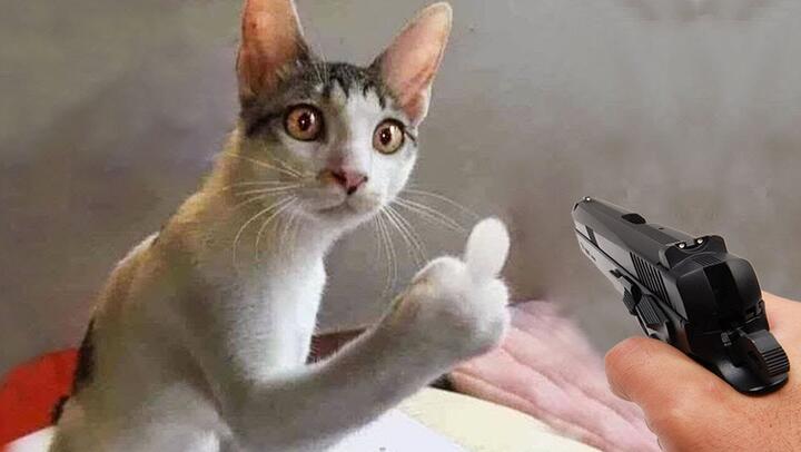 Essayer De Ne Pas Rire Video De Chat A Mourir De Rire 366 Bilibili