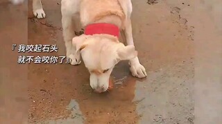“这种懂事又可爱的小狗，谁能不喜欢呀”
