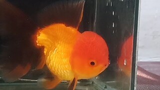 thai oranda island born