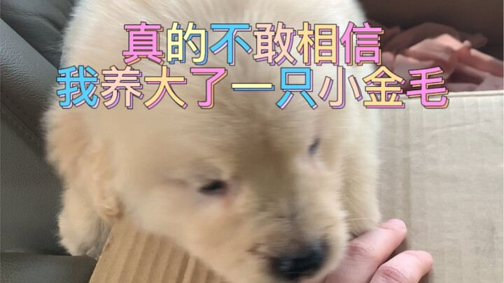 ไม่อยากจะเชื่อเลยว่าฉันเลี้ยงเจ้าหมาโกลเด้นตัวน้อยขึ้นมาได้!