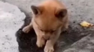Fire Dog: I have a temper too!