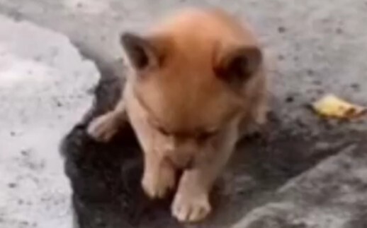 消防犬:我也是有脾气的！