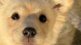 Puppy: You are indeed my mother