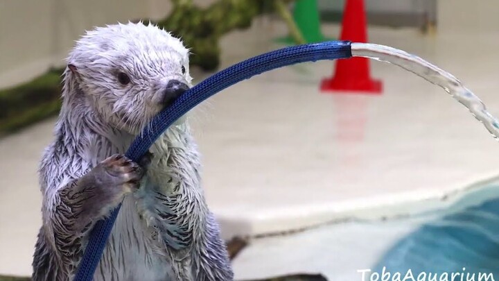 ฝึกสุนัขทะเลถือสายยางปล่อยน้ำ