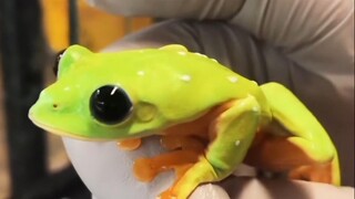 Berita besar hari ini: Kwek, kwek, kwek!