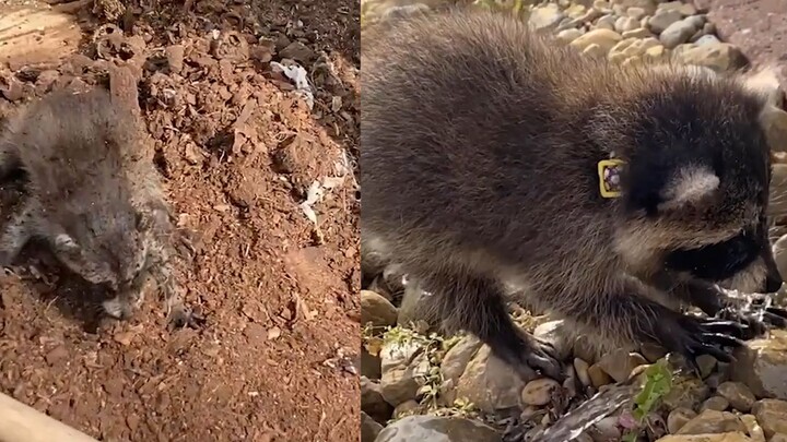 A man rescued an abandoned raccoon, and the raccoon helped the man with his work every day in gratit