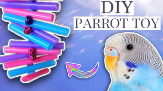 วิธีทำของเล่น Budgie DIY ต่ำกว่า $5