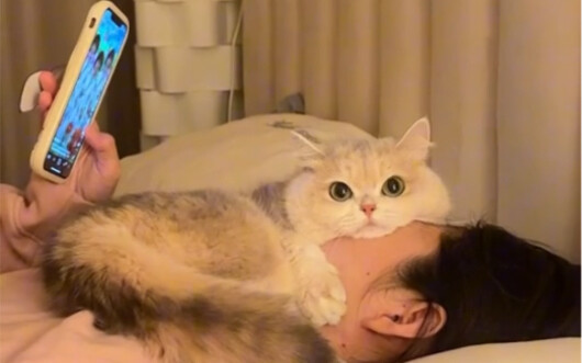 Aku bener-bener benci kucing yang nggak punya batas personal!