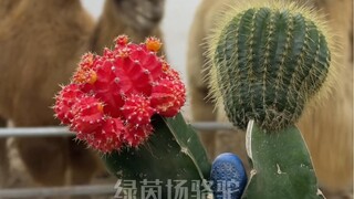 Satu unta, satu camilan kecil