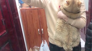 Holding a Fat Cat VS Holding a Normal Cat!