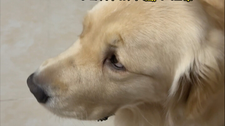 ยังแอบเลี้ยงสัตว์เลี้ยงนอกบ้านโดยไม่บอกฉันอีกแล้ว!!!